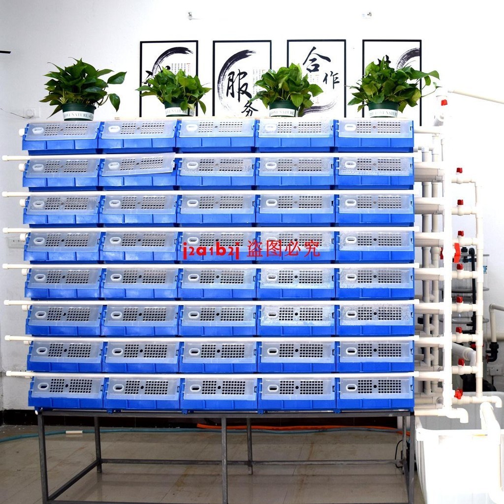 三槽獨立排水新款青蟹養殖箱梭子蟹螃蟹室內立體養殖設備
