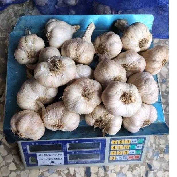 雲林北港蒜頭,大果,8成幹，農家自產自銷, 夠成熟採收夠嗆夠辣，一台斤(600克)