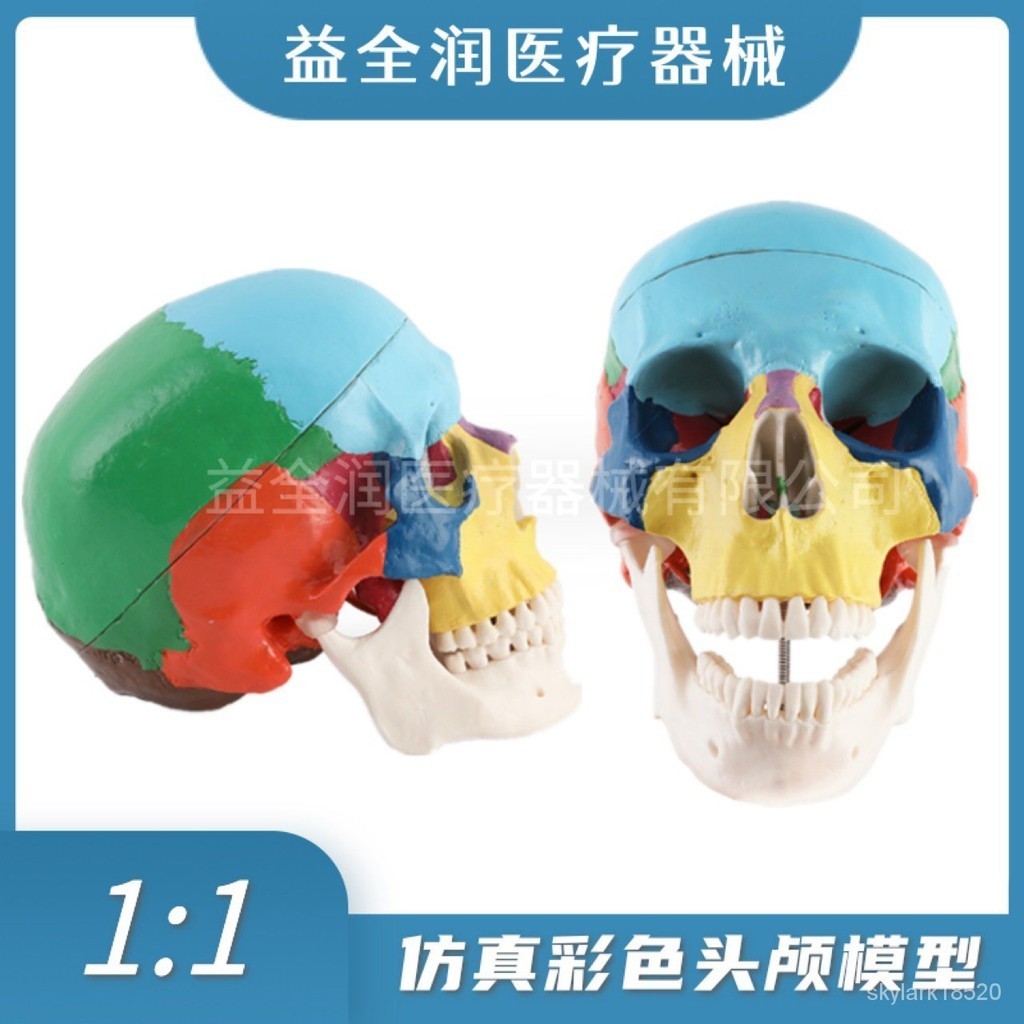 醫學習必備口腔仿真彩色頭顱模型可拆卸牙科敎具骷髏頭醫學顱骨頭骨標本頭模 QXWM