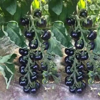 糖心黑珍珠櫻桃小番茄 四季陽臺盆栽易種植黑寶石番茄水果型蔬菜種子【酷農種業】