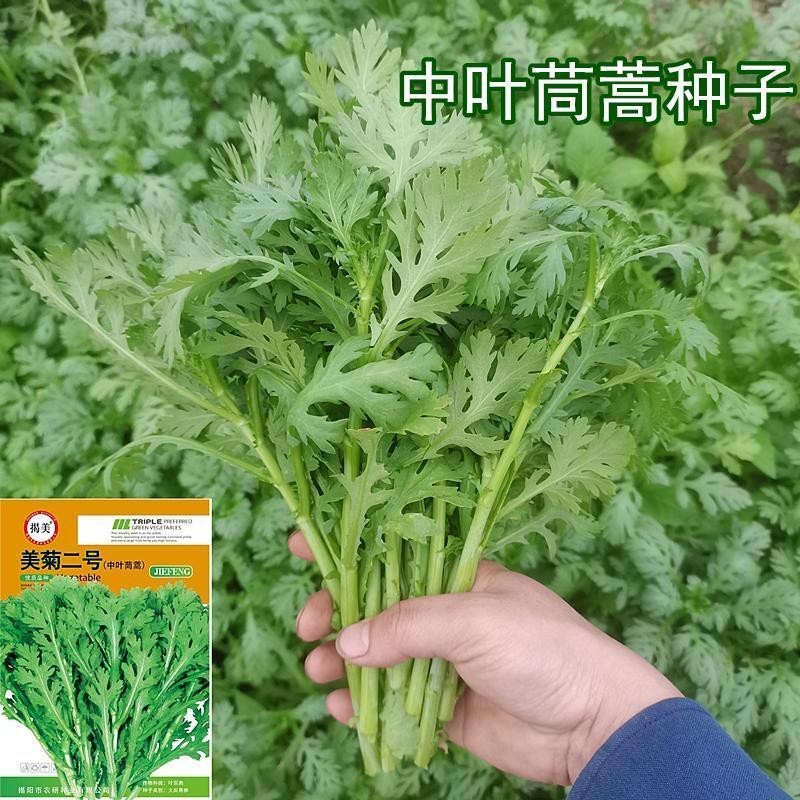 種子 揭美美菊二號中葉茼蒿種子 中葉皇帝菜種子 原廠彩袋包裝20克裝/種籽