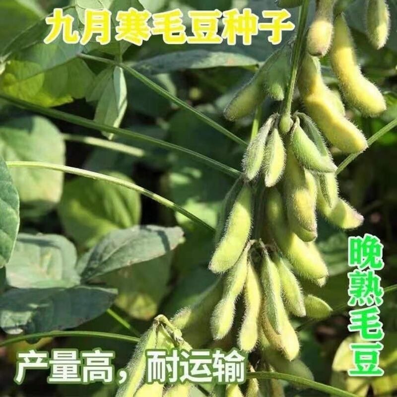 種子 菜毛豆種子九月寒晚熟毛豆種子大莢毛豆種子高產四季青黃豆鮮食菜/種籽