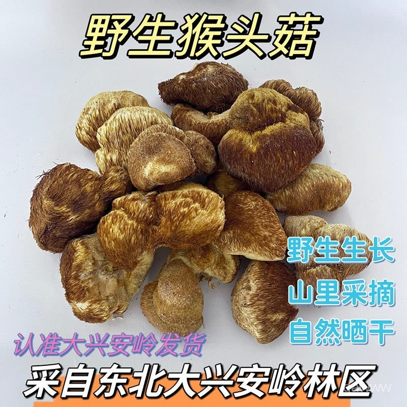 猴頭菇 猿頭菇 乾燥猴頭菇-四大名菜 東北野生菌 非種植 稀有好貨/500g淨含量