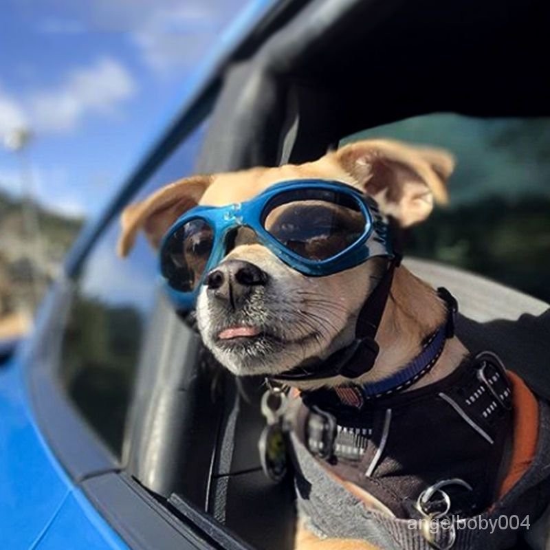 小型犬 大狗眼鏡 寵物墨鏡 護目鏡 寵物防風鏡可折疊眼鏡創意咪防護眼鏡滑雪鏡太陽鏡護目鏡防風