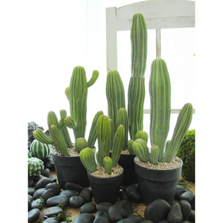 ▼JVW模擬仙人掌盆栽 假仙人柱盆景 熱帶植物客廳室內桌面裝飾綠植擺件