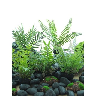 ▼JVW模擬蕨類植物小型盆栽手工假厥樹綠植盆景森系造景桌面裝飾小盆栽