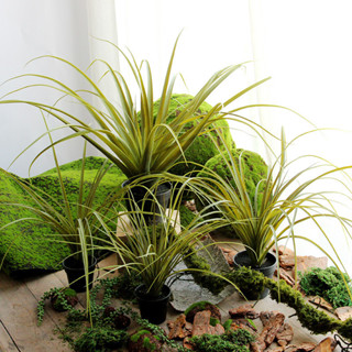 ▼JVW模擬大號空氣草龍須葉子假綠植店鋪櫥窗桌面上盆栽森系植物角造景