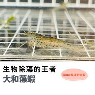 【蝦迷水族】大和藻蝦 米蝦 除藻 生物除藻 水族 最熱銷除藻生物