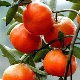 ✿橘子種子✿高產小金桔 砂糖桔 皇帝桔 貢桔種子四季種植 超優價位