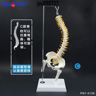 人體穴位模型 小白人體脊柱神經脊椎醫用正骨醫用骨骼教學骨架模擬可拆卸模型 人體模型 穴位模型 骨骼模型 器官模型