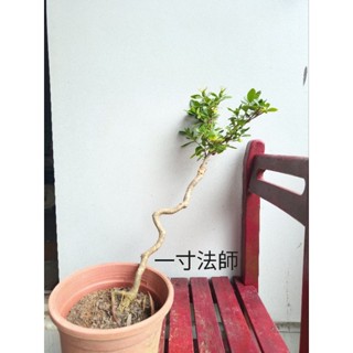 【大千園藝】一寸法師 梔子花🌼根接 盆栽 盆景 香花植物 四季開花