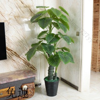 工廠現貨 免運 含發票 假樹 滴水觀音 模擬綠植 假植物 大型盆栽客廳辦公室內假花 客廳裝飾假花 擺件擺飾 模擬盆栽