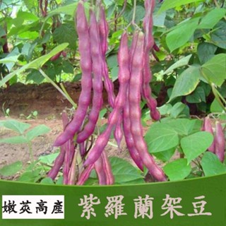 蔬菜種子 四季豆種子 豆角種子 無筋架豆 菜豆 三扁架豆 架豆王 紫羅蘭架豆種子（原裝分包）高產量