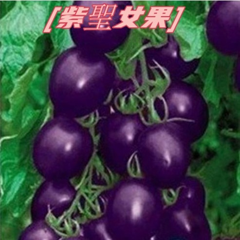蔬菜種子 櫻桃小番茄 紫聖女果 四季播種 西紅柿種子 陽台盆栽