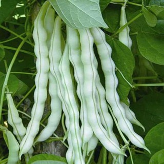 春秋播 九粒白蕓豆種子 高產四季豆 搭架豆角 無筋架豆早熟 四季播種子高產量