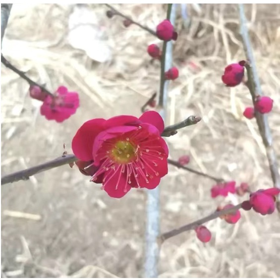 💕台灣💋超多款梅花種子 臘梅 宮粉梅 發芽率超高 盆栽臘梅種子 盆栽室內種植