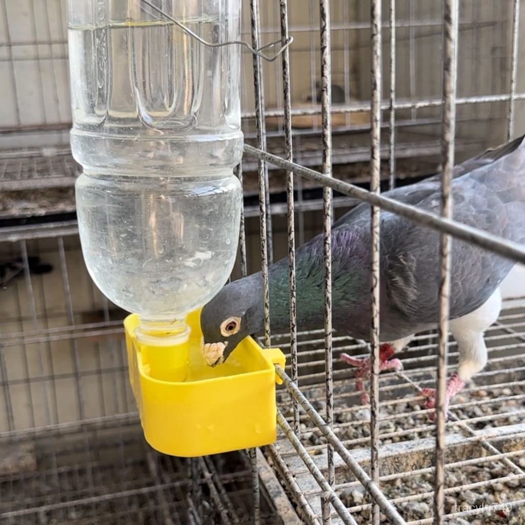 鸚鵡鴿子小鳥飲水器食盒鴿籠掛盒飲料瓶自動飲水器餵水器養殖水槽