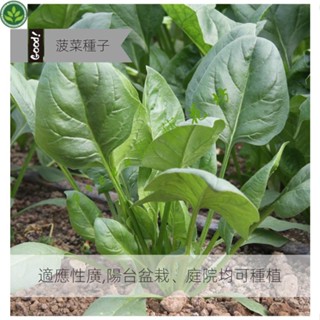 🌱四季大葉菠菜種子耐寒耐熱圓葉波菜菜籽耐抽苔蔬菜種 種子 種籽【green園藝花坊】