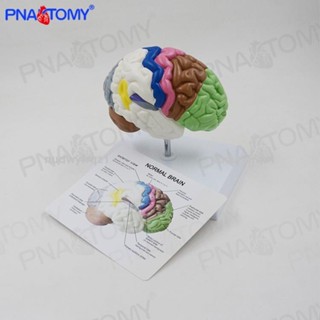 臺灣熱賣🔥🔥PNATOMY 彩色腦模型人體大腦解剖腦功能區1比1大小神經科教學演示1430