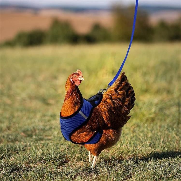 嘟嘟 牽引繩 鵝 鴨 雞 牽引繩 戶外 寵物 胸 背心式 可調式 舒適 透氣 彈性 寵物雞 創意 個性 實用 寵物用品