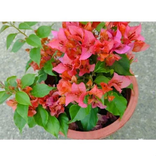 7吋大盆(龍心新品種-橘狐狸/顏色轉花鮮豔/幾乎無刺) 九重葛特殊繡球密集花瓣 狐狸尾 三角梅植栽盆栽花盆多花花瓣長花期