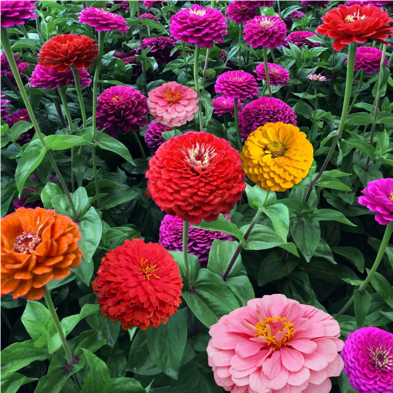 百日草花種子易種易活室內外道路花種百日菊花種籽大花重瓣花籽花卉種子【酷農種業】