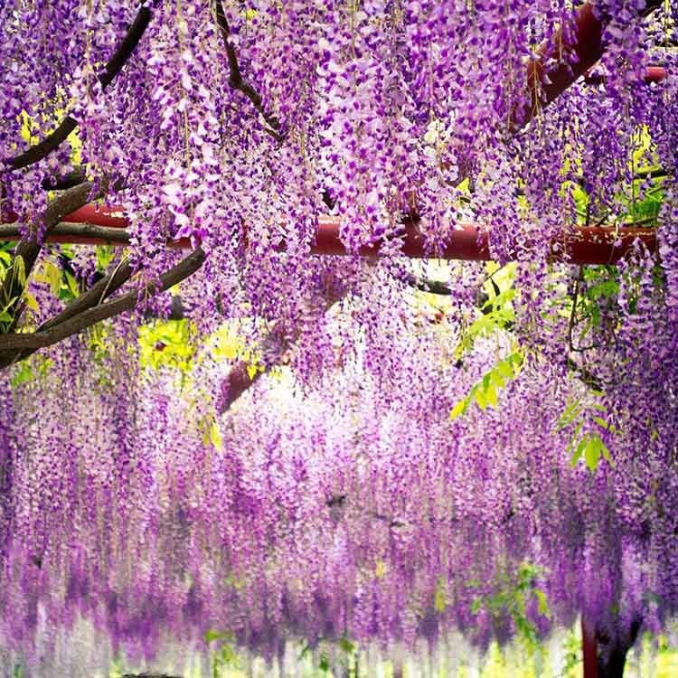 紫藤花種子爬藤植物庭院綠化圍墻四季開花卉種子苗日本紫藤種子【酷農種業】