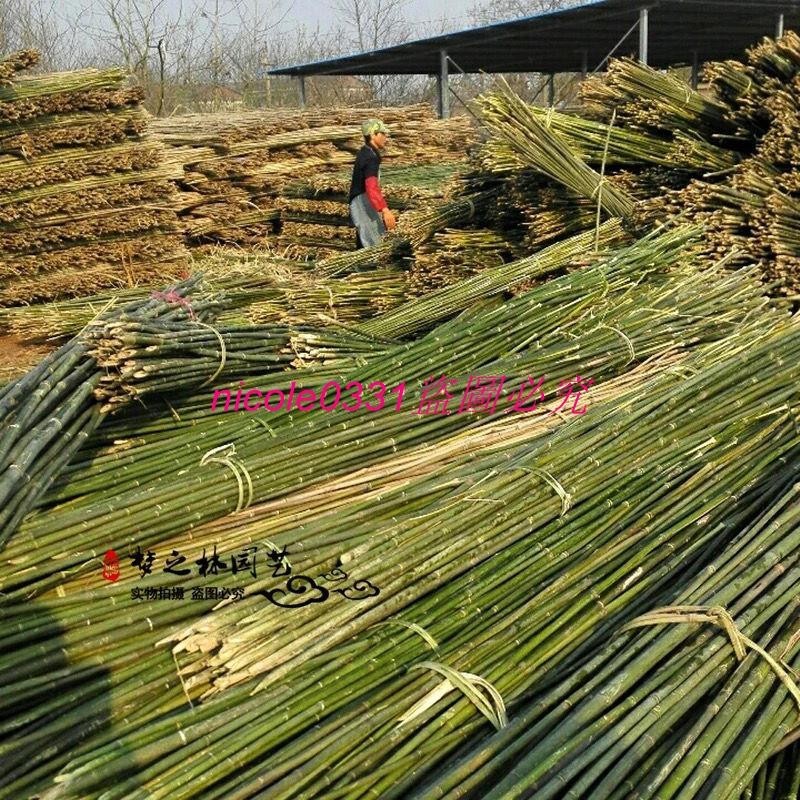竹桿子批發豆角架子竹竿搭架竹子黃瓜架種菜粗細長竹條清倉竹子桿