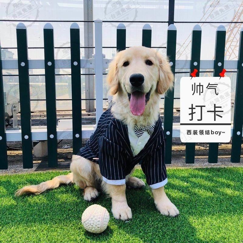 台灣出貨🐾寵物禮服西裝 寵物結婚禮服服飾 中大型犬衣服 大狗衣服 寵物造型衣服 金毛薩摩 狗狗西裝禮服 寵物條紋領結結
