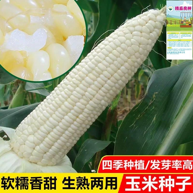 種子 白甜糯玉米種子高產四季播白糯玉米非轉基因農家超甜加糯玉米種子/種籽