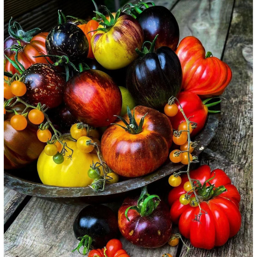 ✿番茄種子✿二十三款番茄種子大全 西紅柿聖女果白番茄彩珍珠春桃黑珍珠千禧番茄櫻桃番茄種子四季庭院菜園蔬菜種子