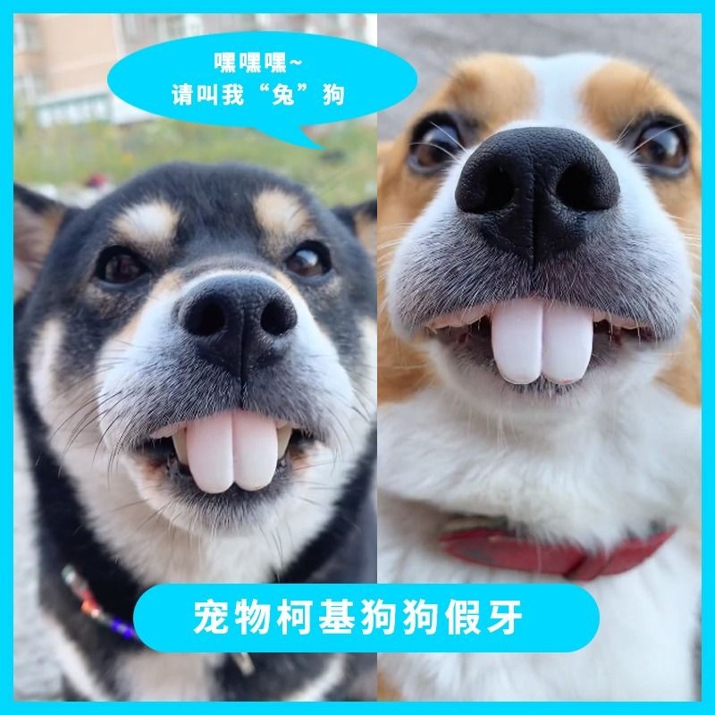 狗假牙 寵物假牙 狗狗假牙 兔子假牙 貓咪假牙 抖音同款寵物柯基狗狗假牙玩具兔子大門牙齙牙假牙套搞笑搞怪玩具