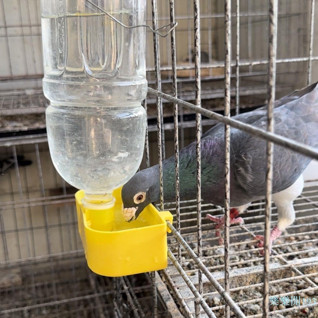 ✨✨八哥鸚鵡餵食碗 鸚鵡鴿子小鳥飲水器食盒鴿籠掛盒飲料瓶自動飲水器喂水器養殖水槽