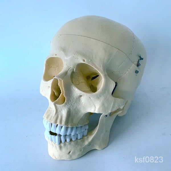 標本 動物頭骨 頭骨標本 頭骨 骨頭  頭骨模型 仿真人頭骨臨床人體解剖顱骨萬聖節道具美術敎學 骷髏頭