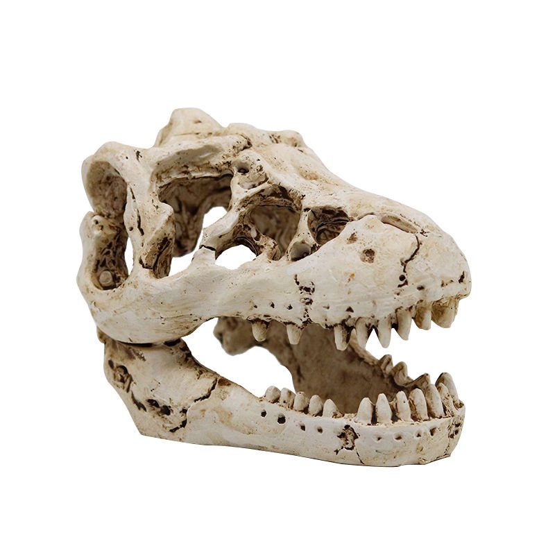 標本 動物頭骨 頭骨標本 頭骨 骨頭  魚缸造景恐龍頭骨烏龜蜥蜴躲避洞爬蟲動物倉鼠躲避屋仿真樹脂擺件
