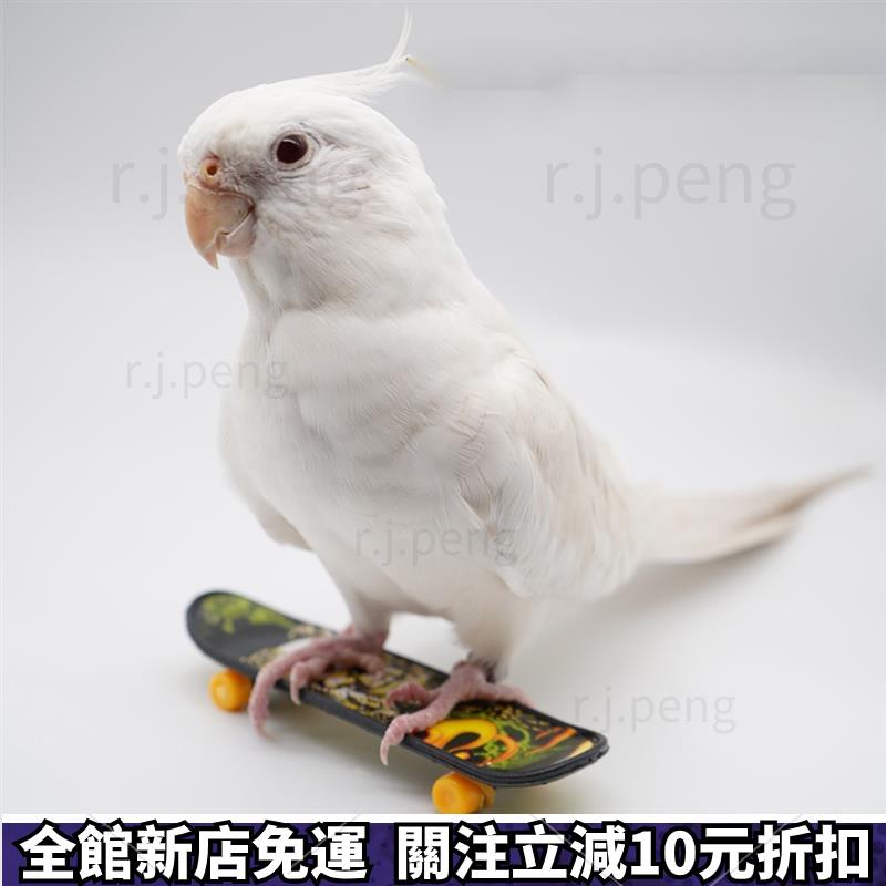 耶誕節✨ 鸚鵡寵物小滑板 鸚鵡用品 寵物玩具
