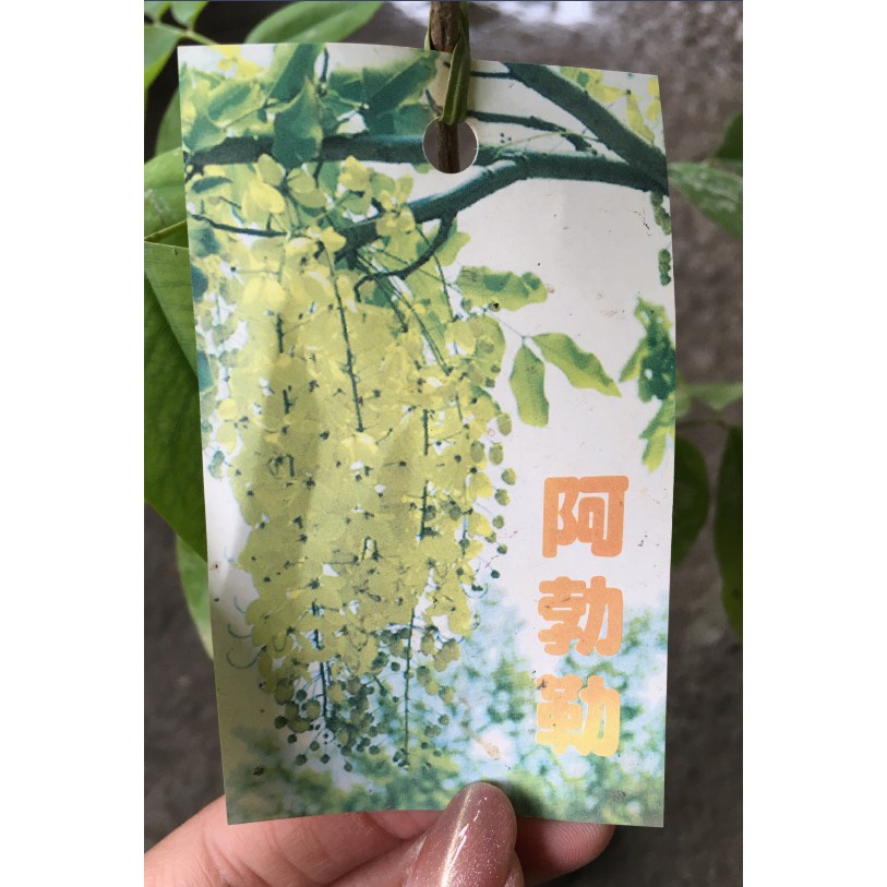 花囍園_喬木植物—阿勃勒-- 米徑3公分~可作景觀樹或行道樹之用 /成數高約180-200cm/價1500