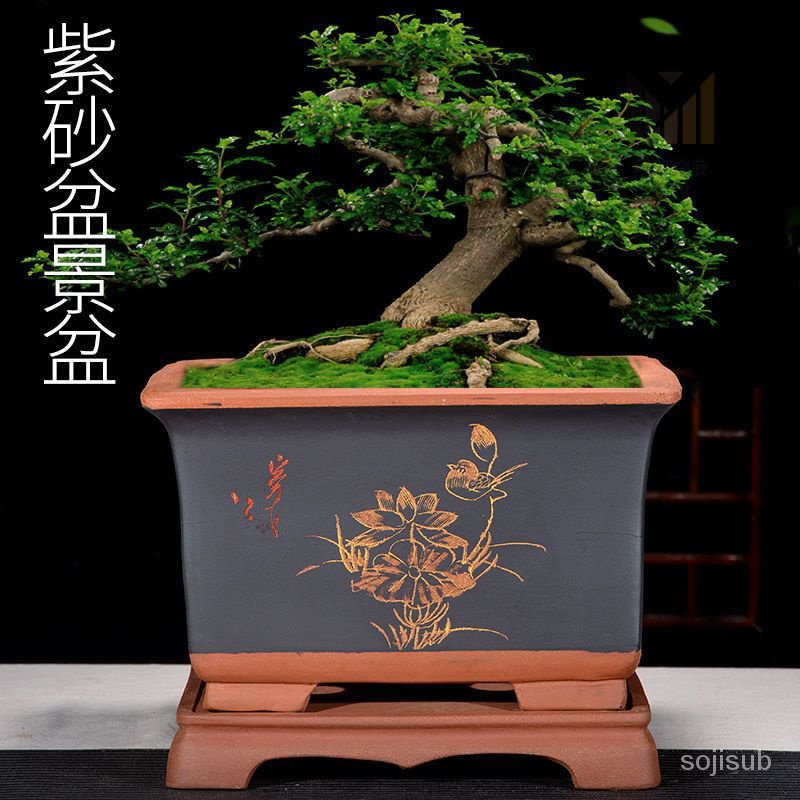 紫砂花盆 盆景盆栽室內大號精品長方帶託盤花盆 君子蘭專用花盆