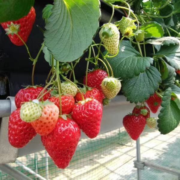 福源花卉 草莓種子 四季結果草莓種子可盆栽地栽草莓 乙女草莓 日本紅顔 奶油草莓 草莓種子