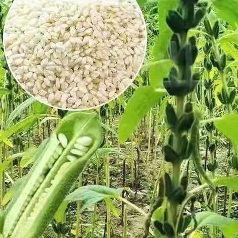 進口造景芝麻種子 白芝麻 黑芝麻 高產 早熟 芝麻油專用優質蔬菜種子 四季種植福源花