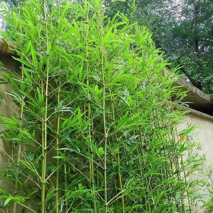 造景  仿真裝飾  朔料花 仿真細水室內外竹子裝飾加密塑料假竹子隔斷屏風竹子毛竹仿真落地 VSOG