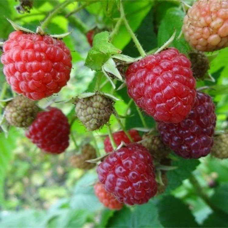 盆栽樹莓種子種苗覆盆子種子刺泡種子藍莓種子莓種子水果種子【酷農種業】