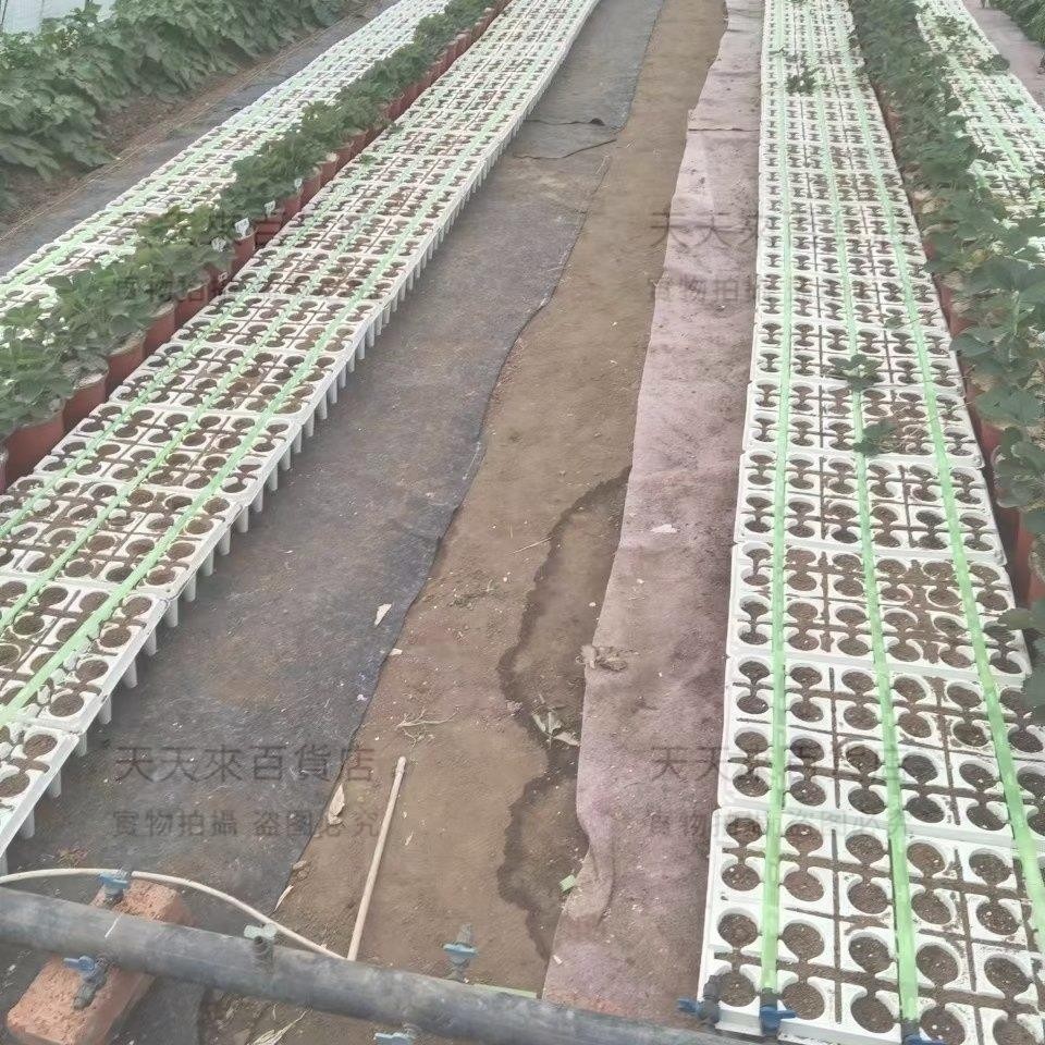 草莓育苗穴盤24孔滴灌帶螺旋導水槽澆水均勻耐老化加厚滴灌草莓苗