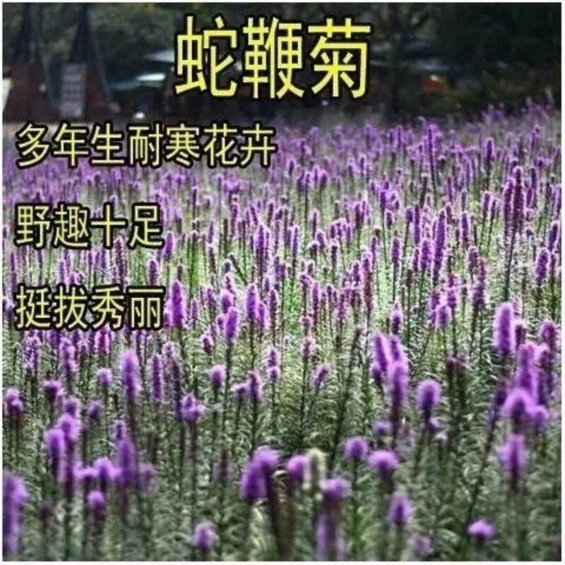 種子 庭院多年生草本植物觀賞花卉花海種植蛇鞭菊種子麒麟菊貓尾花籽/種籽