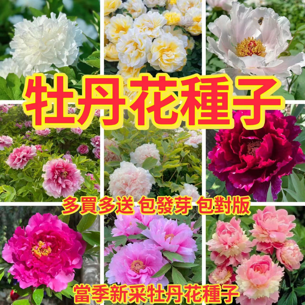 🔥牡丹花種子🔥多款牡丹花種子 四季開花不斷 種子多年生 芍藥種子 發芽率高