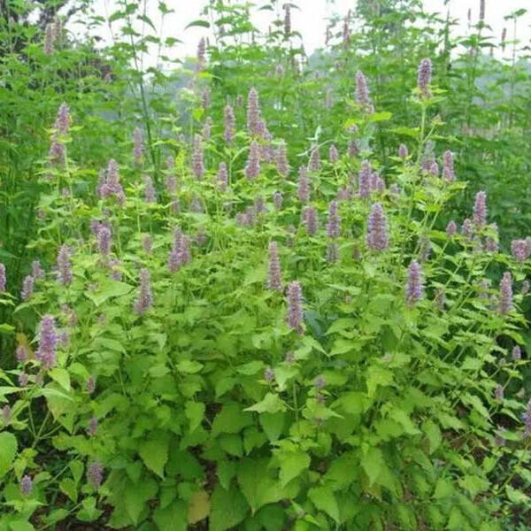 種子 藿香種子種子新產藿香種籽可食用解暑霍香正氣香草種子多年生/種籽