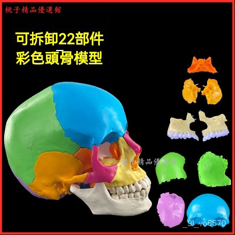 人體頭顱骨著色模型彩色頭骨性分離模型高級上色區分拆卸22塊區域口腔敎學益智拚裝玩具 彩色人體頭骨器官解剖模型 敎學模型