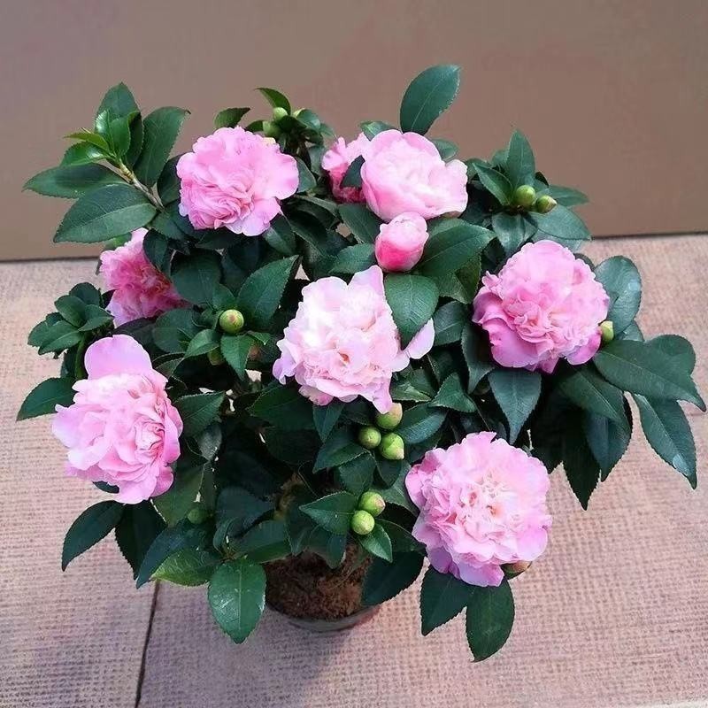 現貨 重瓣山茶花種子 花卉種子花木種子林木種子盆栽山茶花四季播種 山茶花