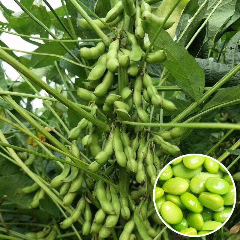 種子 毛豆種子高產早熟大莢綠寶石菜毛豆特大青豆黃豆種四季蔬菜種籽孑/種籽