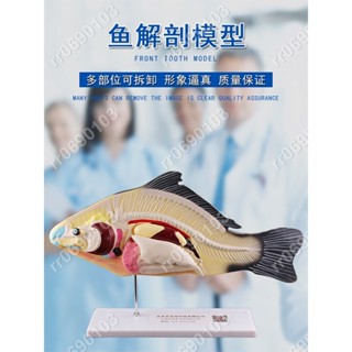 💕魚解剖模型可拆卸內臟初高中生物教學演示教具生物動物模型水產養殖專業科學教學模具高職大學生探究🌈rr0690103